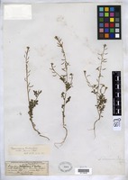 Descurainia richardsonii subsp. incisa (Engelm. ex A. Gray) Detling [family BRASSICACEAE]