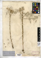 Lepidium montanum variety alyssoides (A. Gray) M.E. Jones [family BRASSICACEAE]