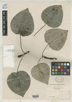 Isotype of Populus wilsonii Schneider, C.K. 1916 [family SALICACEAE]
