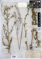 Descurainia richardsonii subsp. procera (Greene) Detling [family BRASSICACEAE]