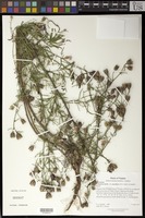Filed as Centaurea stoebe variety maculosa (S.G. Gmel. ex Gugler) Hayek [family ASTERACEAE]