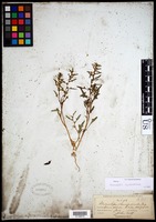 Monolepis nuttalliana (Schult.) Greene [family CHENOPODIACEAE]