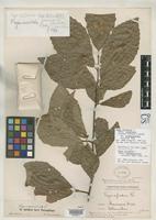 Isosyntype of Fagus sylvatica var. macrophylla Hohenacker, R.F. 1864 [family FAGACEAE]