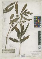 Justicia palustris in Global Plants on JSTOR
