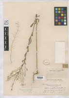 Descurainia richardsonii subsp. viscosa (Rydb.) Detling [family BRASSICACEAE]