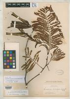Isotype of Leucaena oaxacana Britton, N.L. & Rose, J.N. 1928 [family FABACEAE]