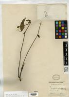 Monothecium glandulosum in Global Plants on JSTOR