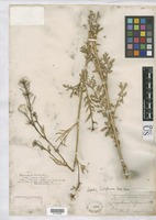 Descurainia richardsonii subsp. viscosa (Rydb.) Detling [family BRASSICACEAE]