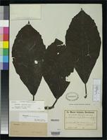 Isotype of Saurauia selerorum Buscalioni, L. 1913 [family DILLENIACEAE]