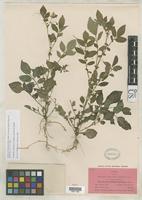 Isotype of Solanum fendleri subsp. arizonicum Hawkes, J.G. 1963 [family SOLANACEAE]