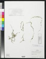 Isotype of Peperomia ebingeri Yuncker, T.G. 1966 [family PIPERACEAE]