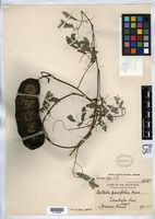 Syntype of Entada parvifolia Merrill, E. D. 1908 [family FABACEAE]