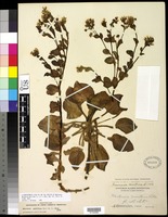 Mertensia maritima (L.) Gray [family BORAGINACEAE]