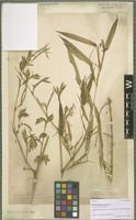 Isotype of Phyllostachys nevinii Hance [family POACEAE]