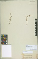 Isotype of Crassula sieberiana (Schult. & Schult. f.) Druce [family CRASSULACEAE]