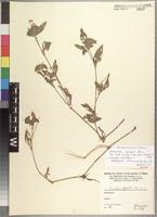 Isotype of Commelina cufodontii Chiov. [family COMMELINACEAE]
