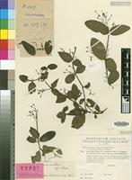 Holotype of Rhinacanthus virens (Nees) Milne-Redh. var. obtusifolius Heine [family ACANTHACEAE]