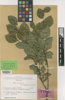 Type of Fagus sylvatica L. cv. 'dawyckii' [family FAGACEAE]