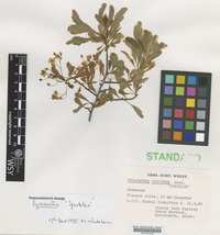 Nomenclatural Standard of Pyracantha cultivar 'Sparkler' [family ROSACEAE]