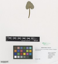 Nomenclatural Standard Portfolio of Ranunculus ficaria L. cultivar 'Chedglow' [family RANUNCULACEAE]