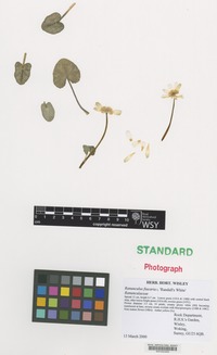 Nomenclatural Standard of Ranunculus ficaria L. cultivar 'Randall's White' [family RANUNCULACEAE]