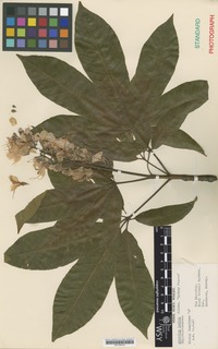 Nomenclatural Standard of Aesculus indica Colebr. cultivar 'Sydney Pearce' [family SAPINDACEAE]
