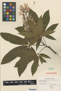 Nomenclatural Standard Portfolio of Aesculus indica Colebr. cultivar 'Sydney Pearce' [family SAPINDACEAE]