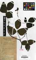Isotype of Mucuna coriacea Baker var. glabrialata Hauman [family LEGUMINOSAE-PAPILIONACEAE]