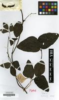 Isotype of Mucuna coriacea Baker var. glabrialata Hauman [family LEGUMINOSAE-PAPILIONACEAE]