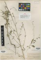 Isotype of Sisymbrium californicum (A. Gray) S. Watson [family BRASSICACEAE]
