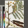 Olive Coates Palgrave, original illustrations from "Trees of Central Africa"