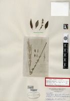 Syntype of Elsholtzia lychnitis Léveillé & Vaniot [family LAMIACEAE]
