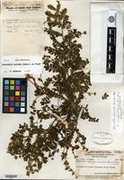 Holotype of Potentilla novoguineensis Merrill & L. M. Perry [family ROSACEAE]
