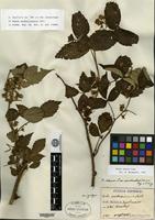 Isosyntype of Rubus sachalinensis H. Léveillé [family ROSACEAE]