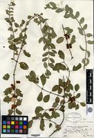 Type of Lonicera trichosantha Bureau & Franchet f. acutiuscula Rehder [family CAPRIFOLIACEAE]