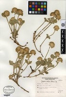 Isotype of Gomphrena vitellina Pedersen [family AMARANTHACEAE]