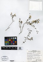 Isotype of Ptilotus symonii Benl [family AMARANTHACEAE]