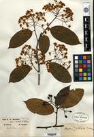 Type of Photinia notabilis C. K. Schneider [family ROSACEAE]
