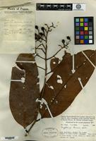 Type of Cryptocarya brassii C. K. Allen [family LAURACEAE]