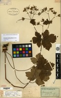 Syntype of Geranium platyanthum Duthie [family GERANIACEAE]