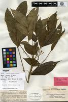 Isoneotype of Ptelea arborea Blanco [family RUTACEAE]