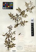 Type of Zanthoxylum pilosulum Rehder & E. H. Wilson [family RUTACEAE]