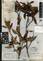 Type of Photinia tsaii Rehder [family ROSACEAE]