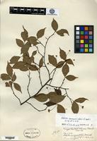 Syntype of Pourthiaea parvifolia E. Pritzel [family ROSACEAE]