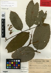 Isotype of Cupaniopsis macropetala Radlkofer [family SAPINDACEAE]