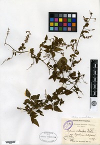 Type? of Serjania orbicularis Radlkofer [family SAPINDACEAE]
