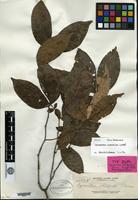 Isotype of Cynometra whitfordii Elmer [family CAESALPINIACEAE]