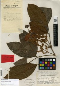 Isotype of Arytera musca H. Turner [family SAPINDACEAE]