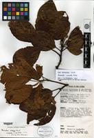 Isotype of Neonauclea coronata Ridsdale [family RUBIACEAE]