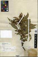 Isotype of Solanum clavatum Rusby [family SOLANACEAE]
